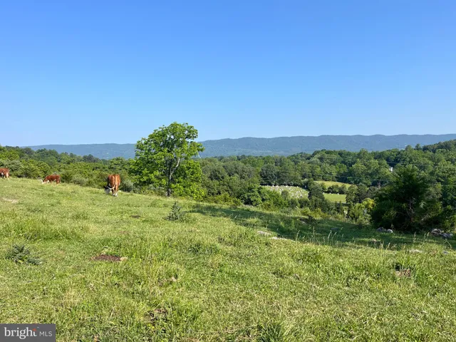 a view of a lush green outdoor space with a swimming pool