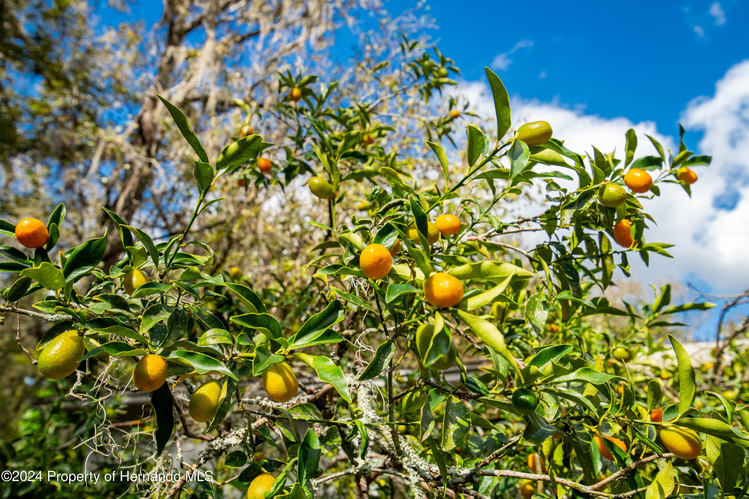 16109 Buczak Road Brooksville, FL 34614 - Photo 13 of 16 a view of a plant with a plant