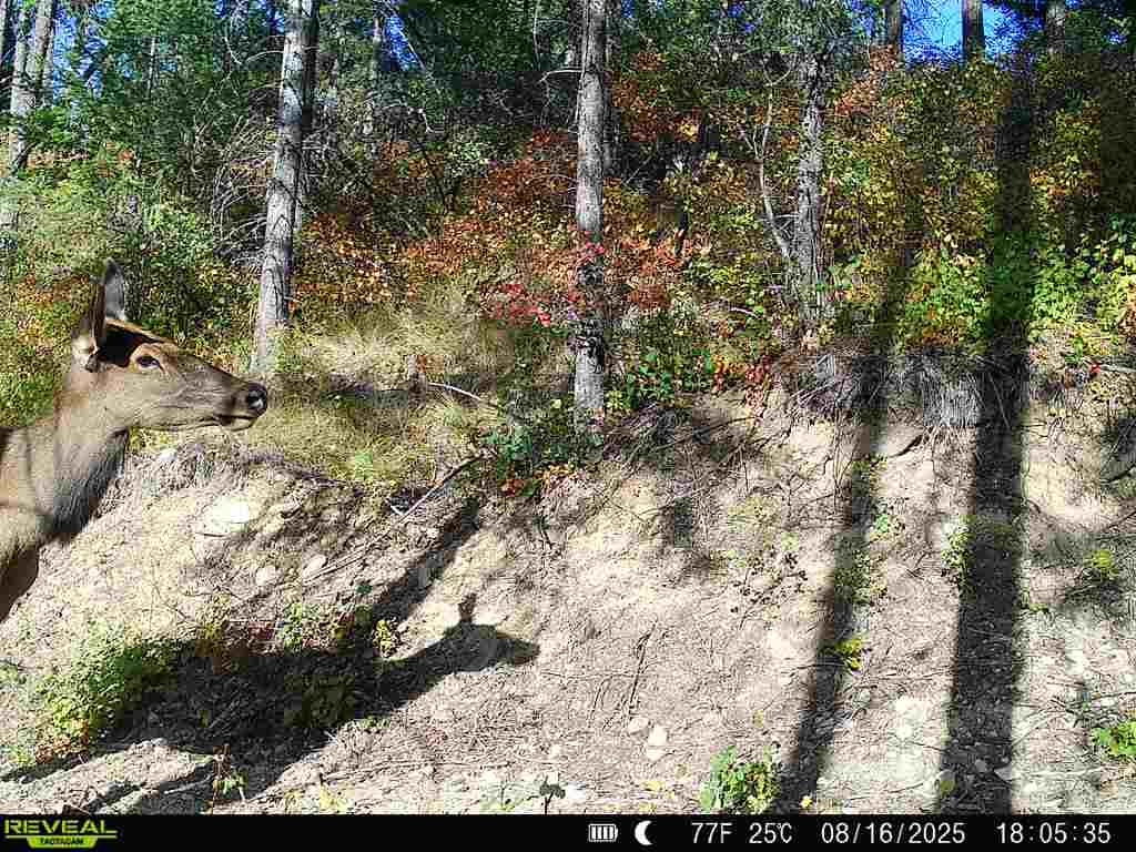 1733 Old Addy Road Addy, WA 99101 - Photo 26 of 45