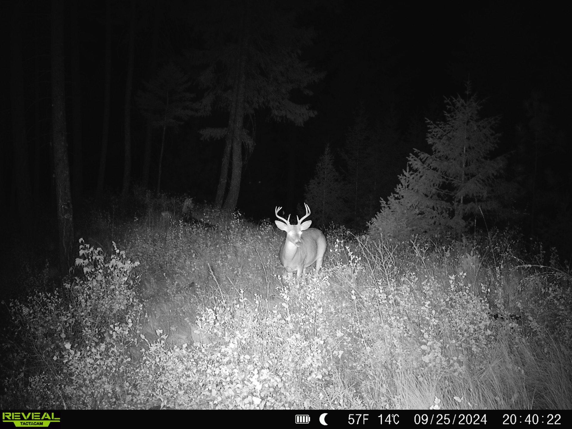 1733 Old Addy Road Addy, WA 99101 - Photo 29 of 45