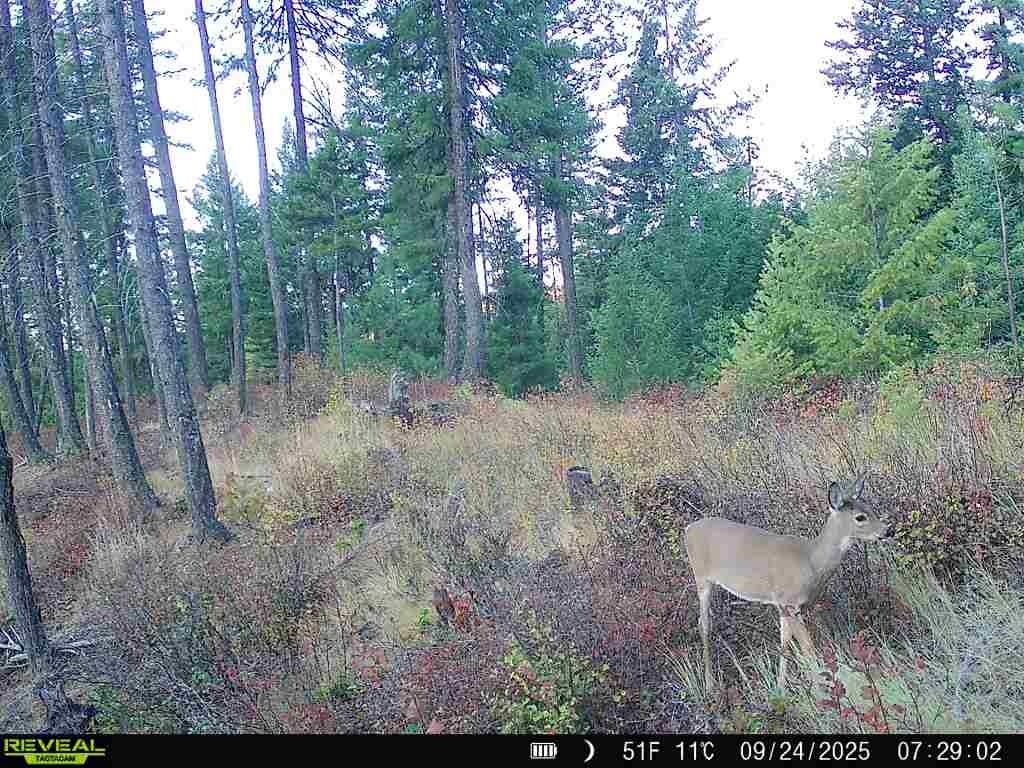 1733 Old Addy Road Addy, WA 99101 - Photo 34 of 45