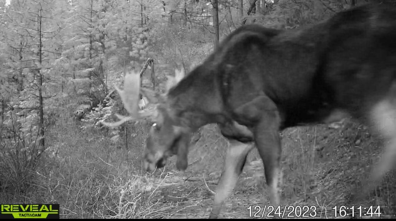 1733 Old CC Road Addy, WA 99101 - Photo 5 of 45