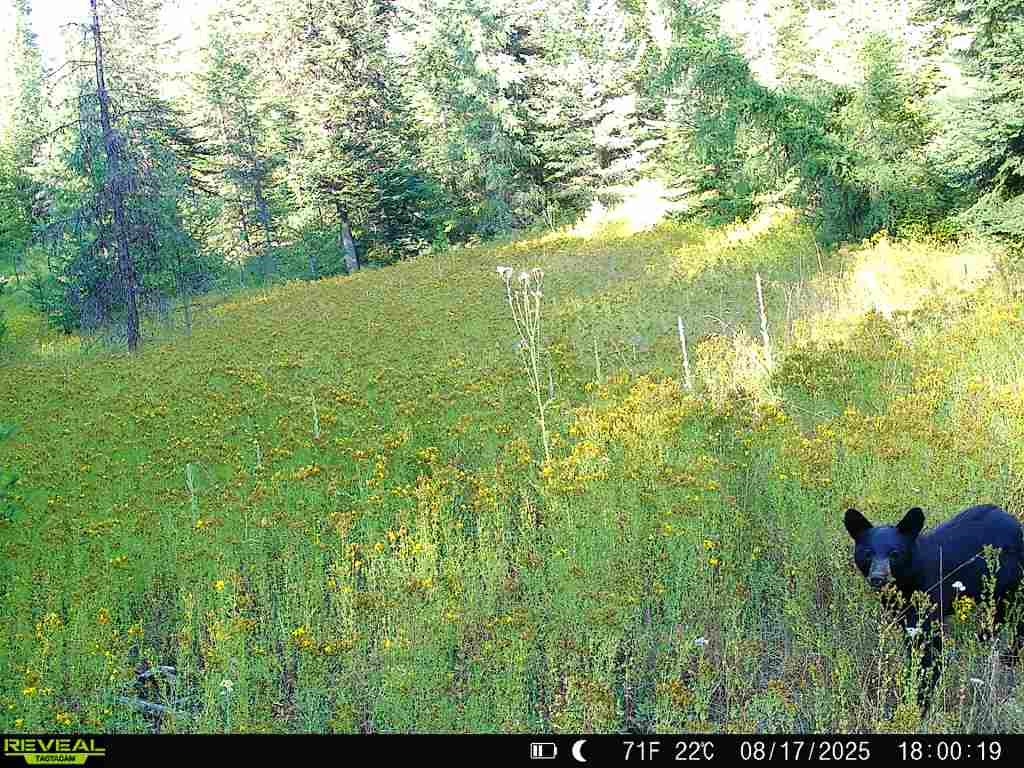 1733 Old Addy Road Addy, WA 99101 - Photo 5 of 45