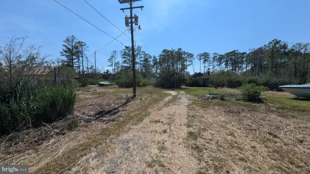 a view of a park with a tree