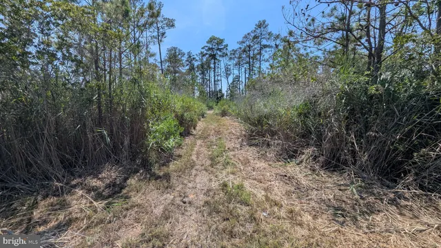 a close up of a tree in a yard
