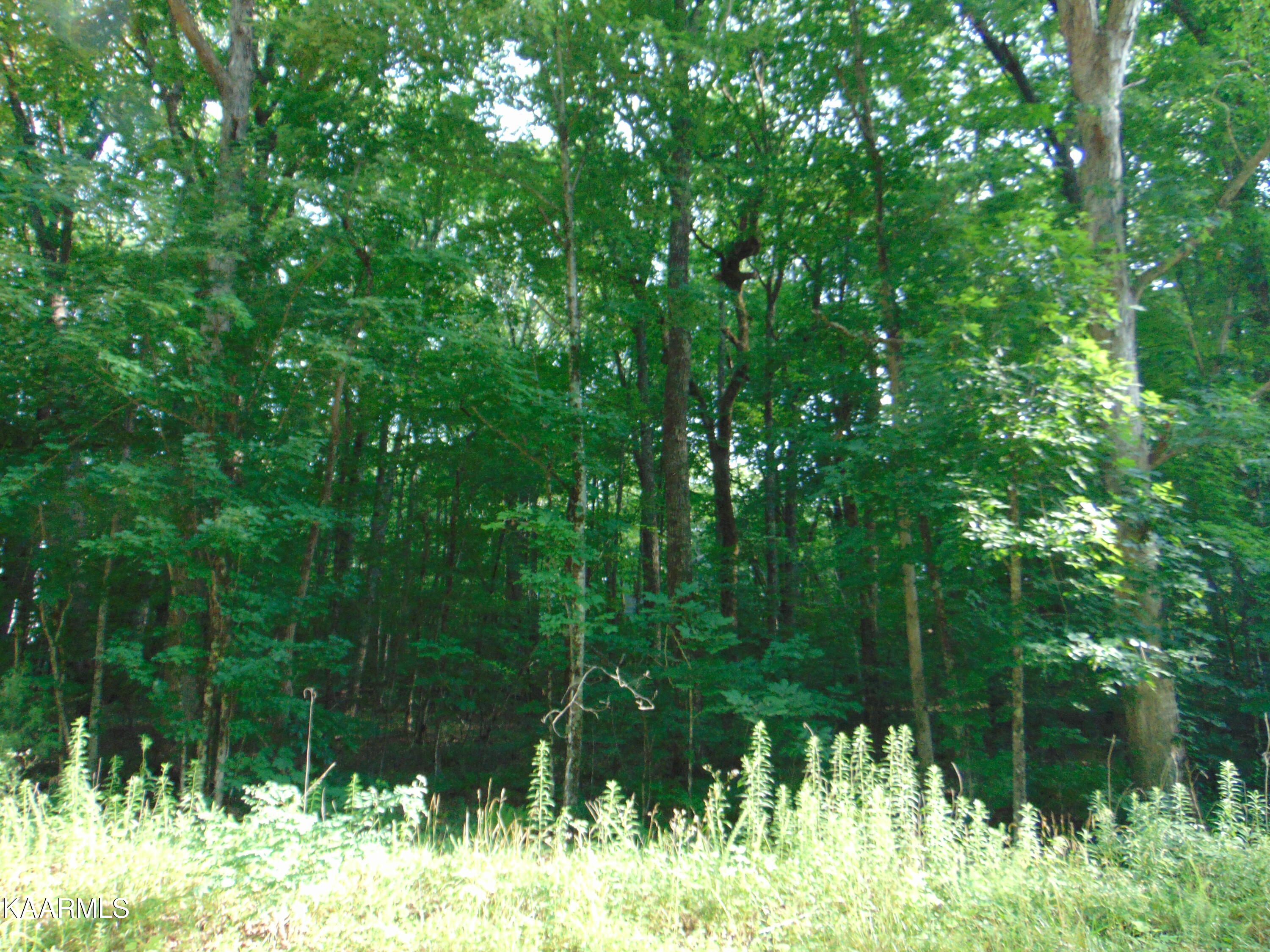 1.02-ac Log Road Spring City, TN 37381 - Photo 2 of 14 DSC00811