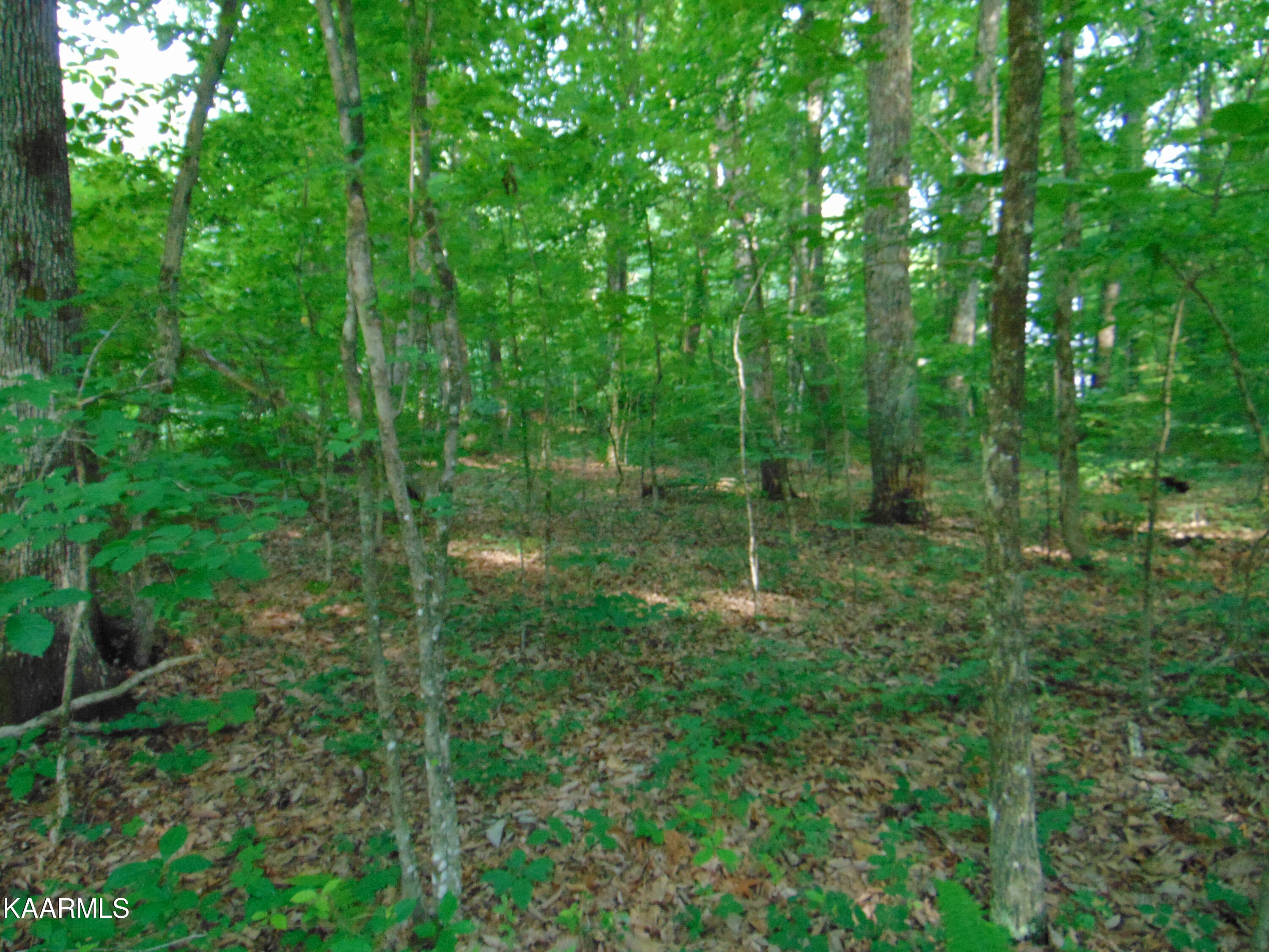 1.02-ac Log Road Spring City, TN 37381 - Photo 3 of 14 DSC00813