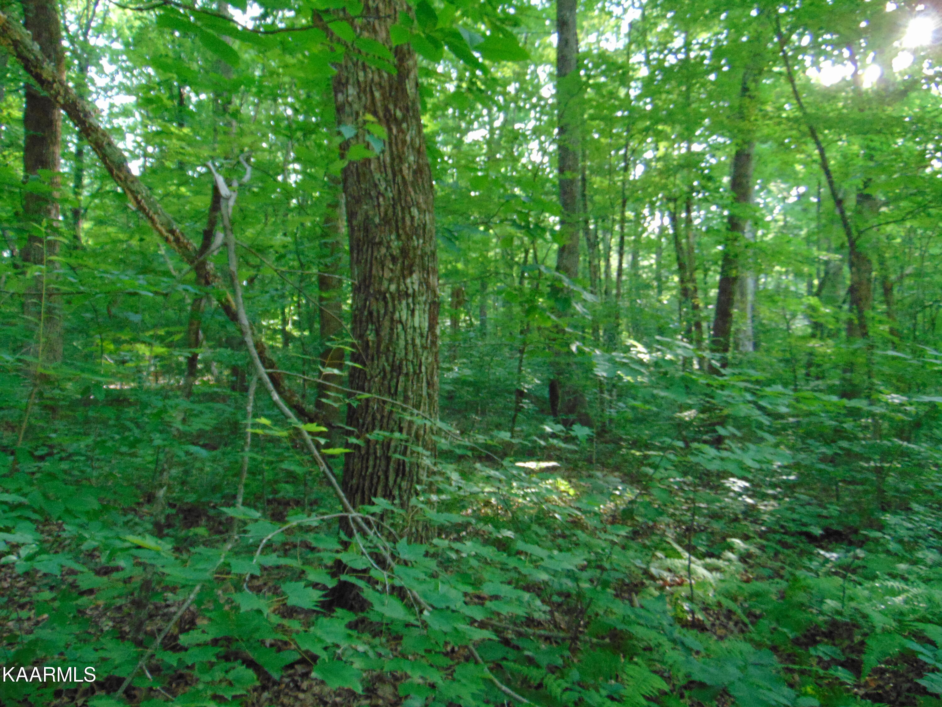 1.02-ac Log Road Spring City, TN 37381 - Photo 4 of 14 DSC00814