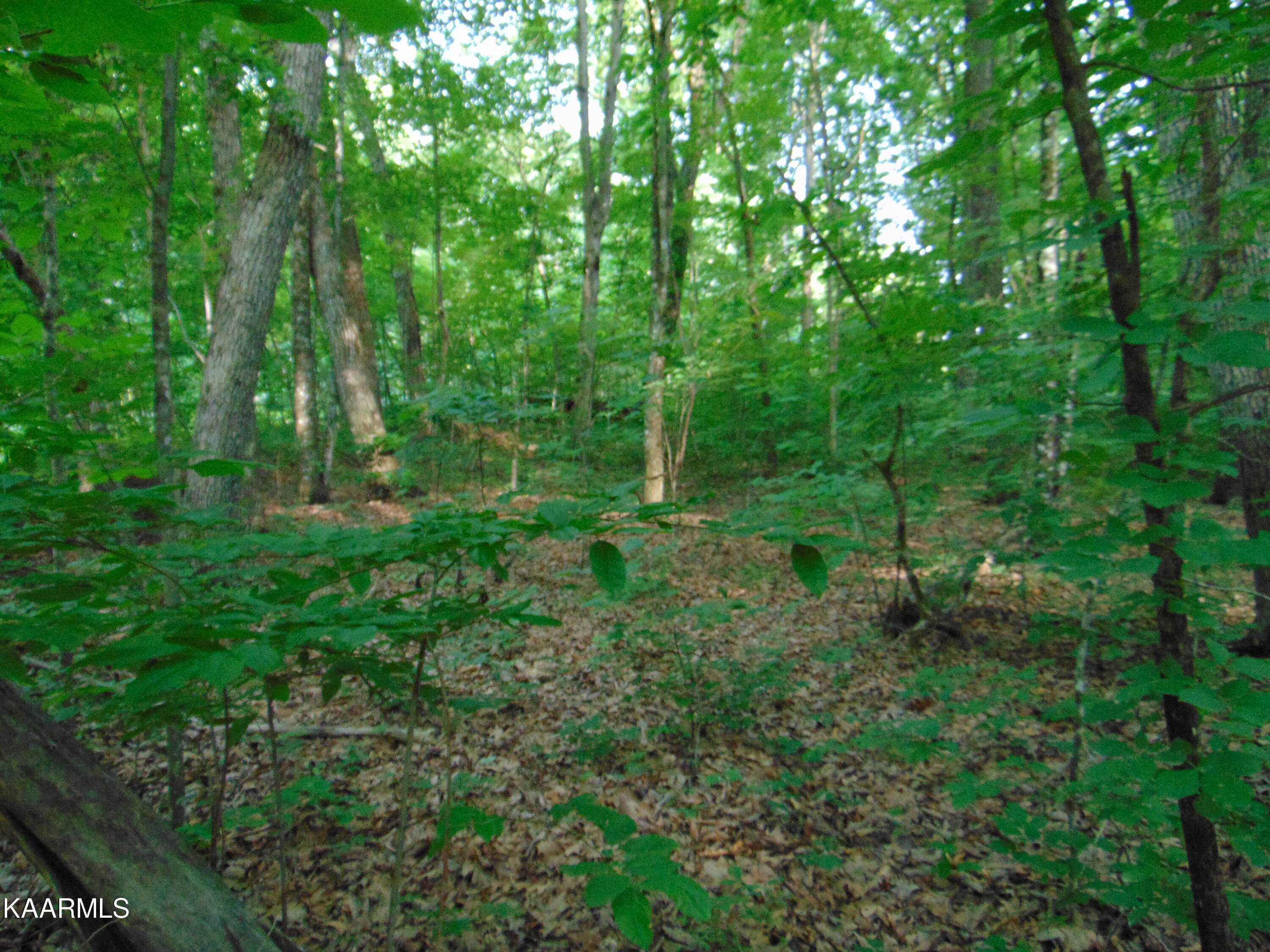 1.02-ac Log Road Spring City, TN 37381 - Photo 6 of 14 DSC00816