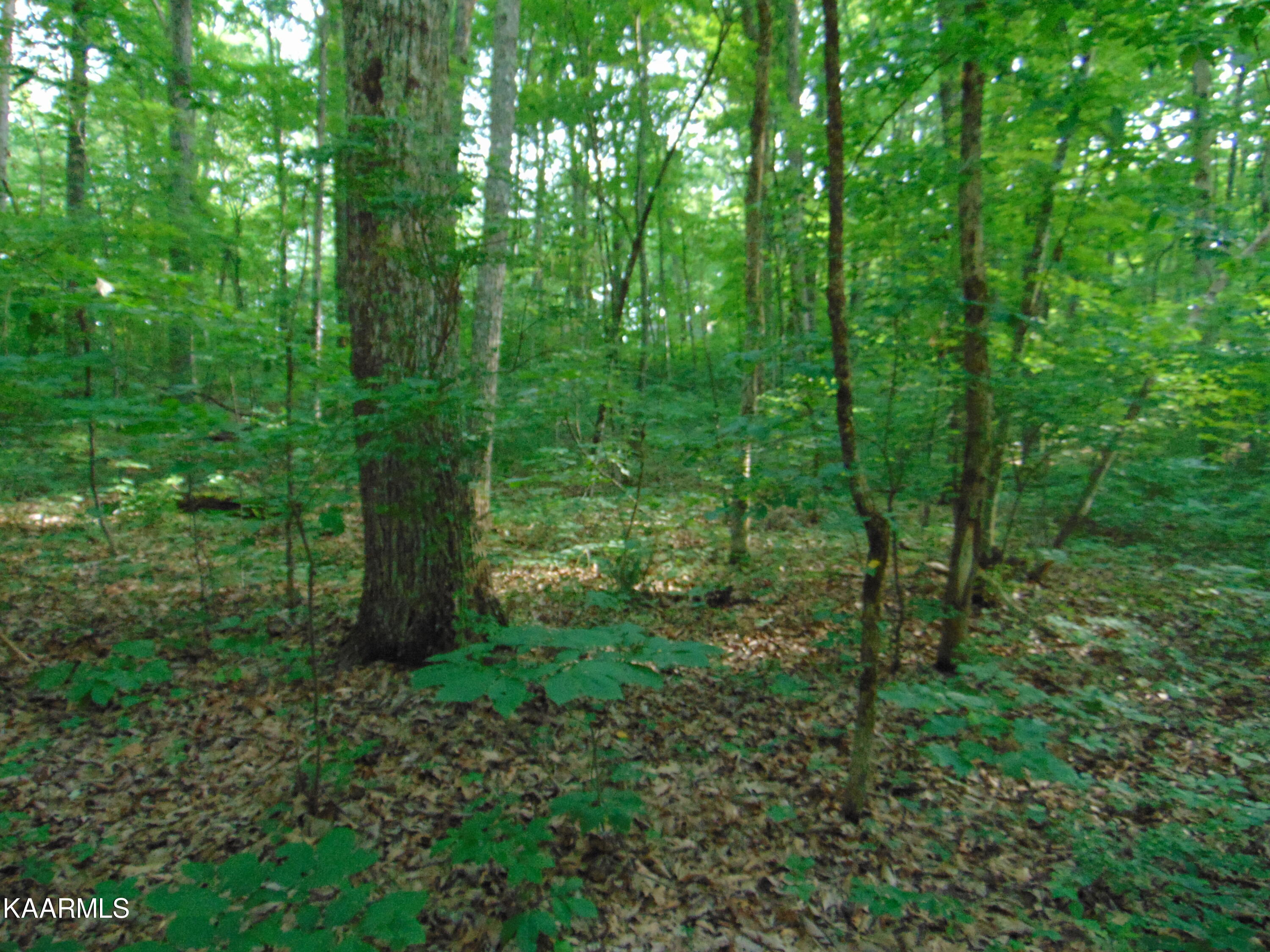 1.02-ac Log Road Spring City, TN 37381 - Photo 7 of 14 DSC00817