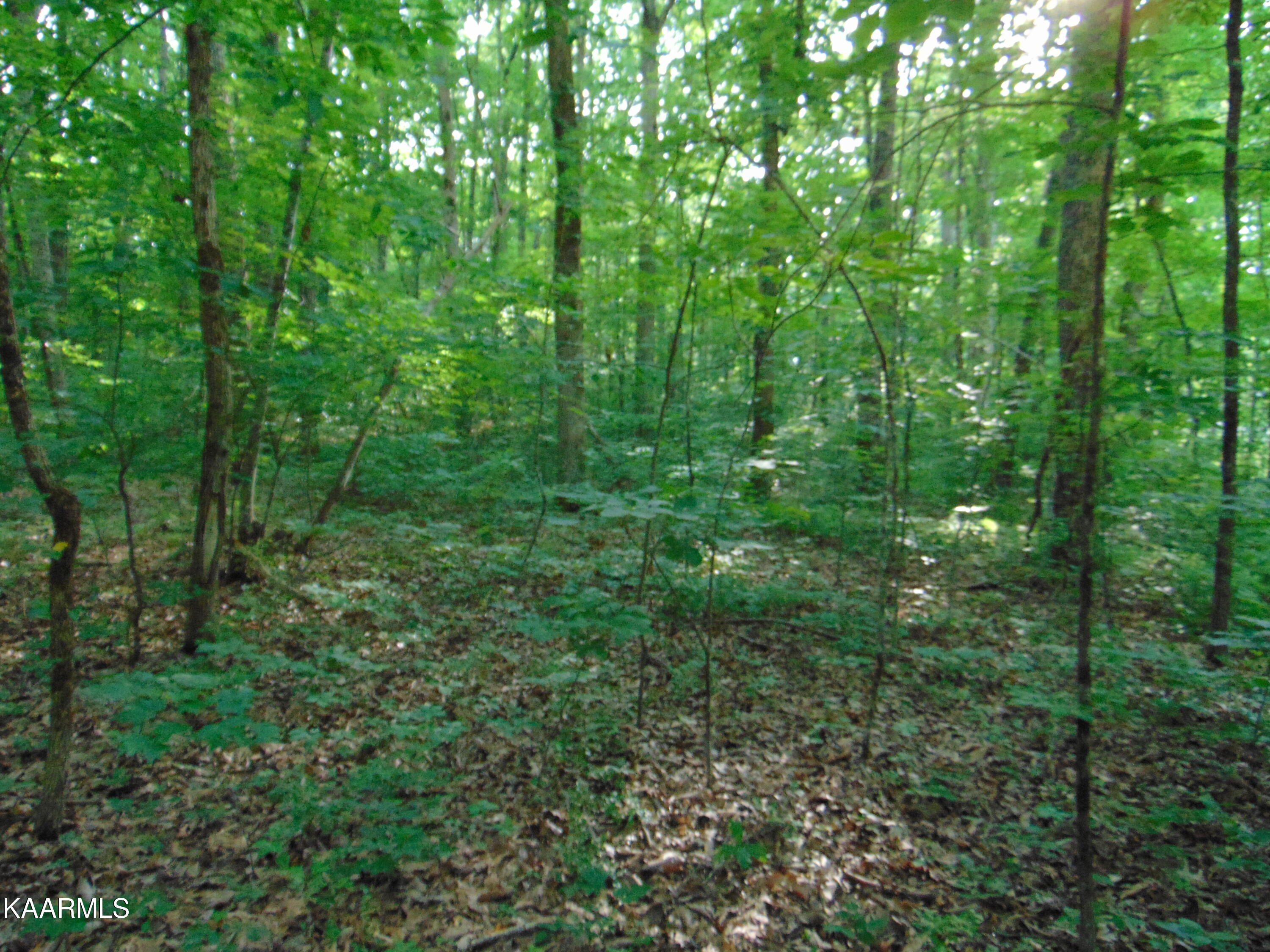 1.02-ac Log Road Spring City, TN 37381 - Photo 8 of 14 DSC00818