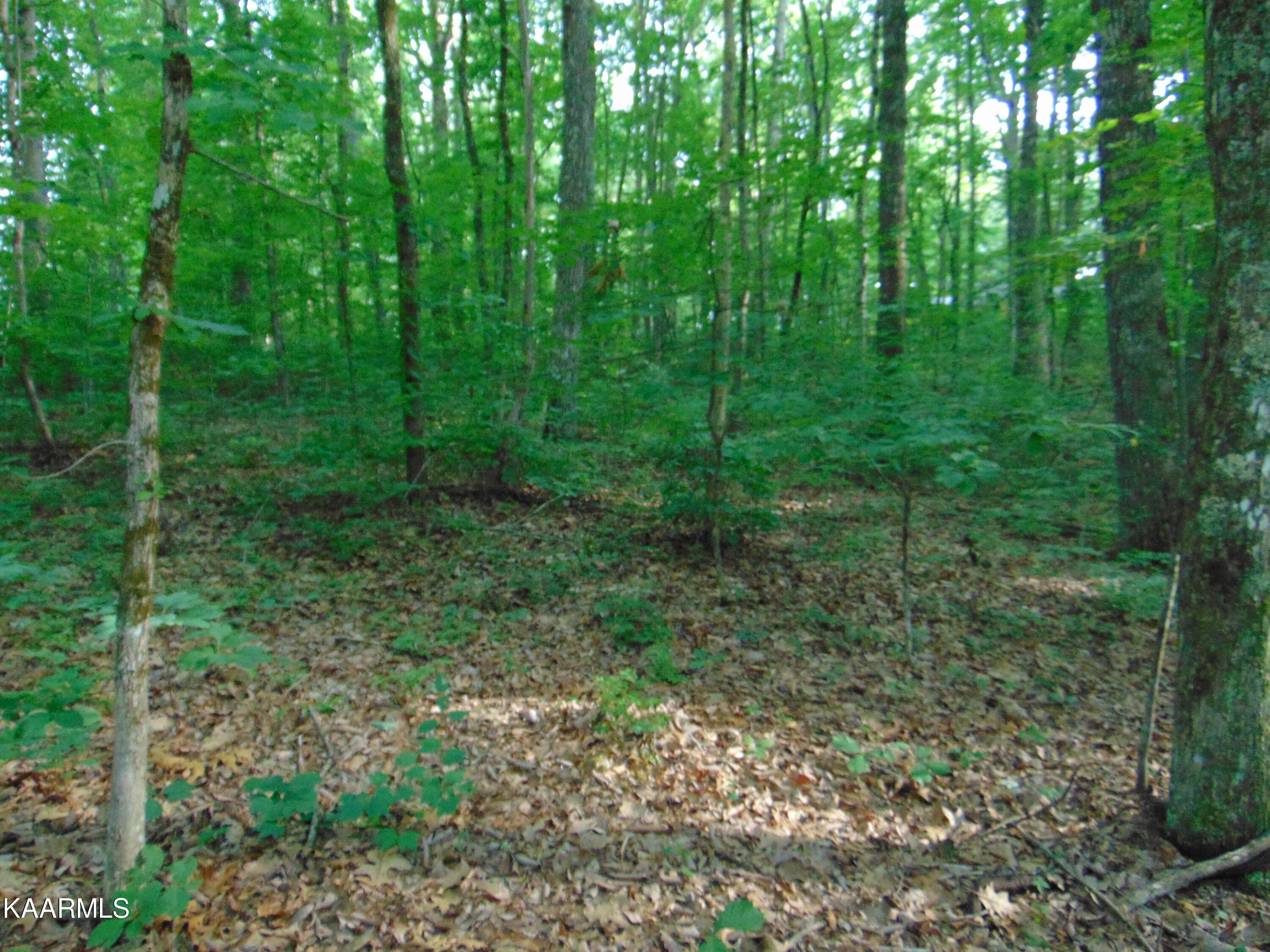 1.02-ac Log Road Spring City, TN 37381 - Photo 10 of 14 DSC00820