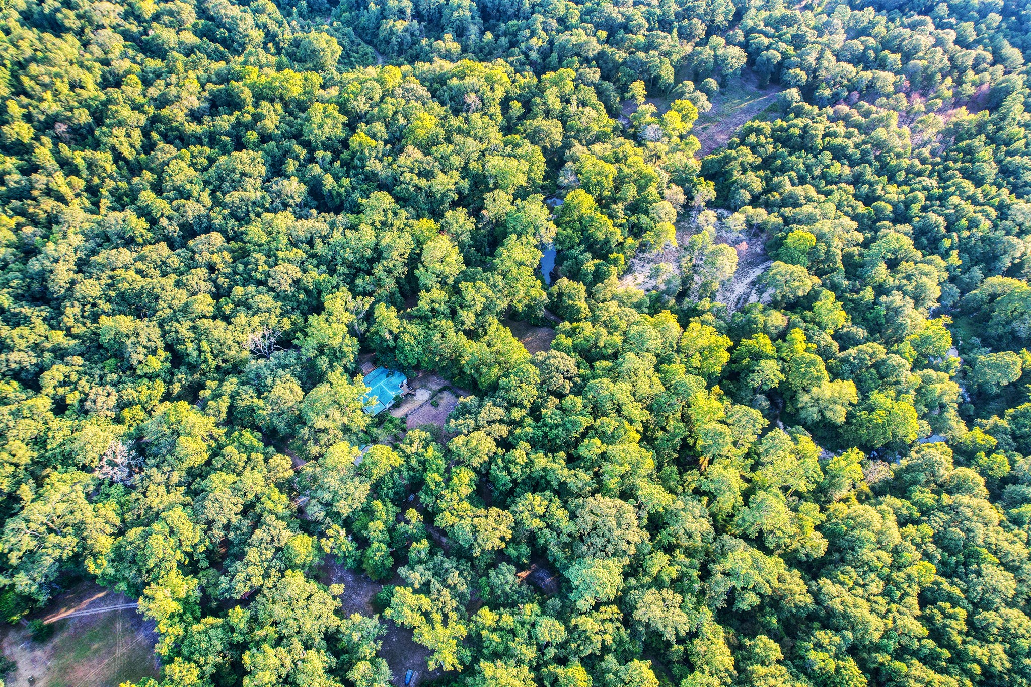 17130 Pugh Lane Conroe, TX 77306 - Photo 35 of 37 Surrounded by forests