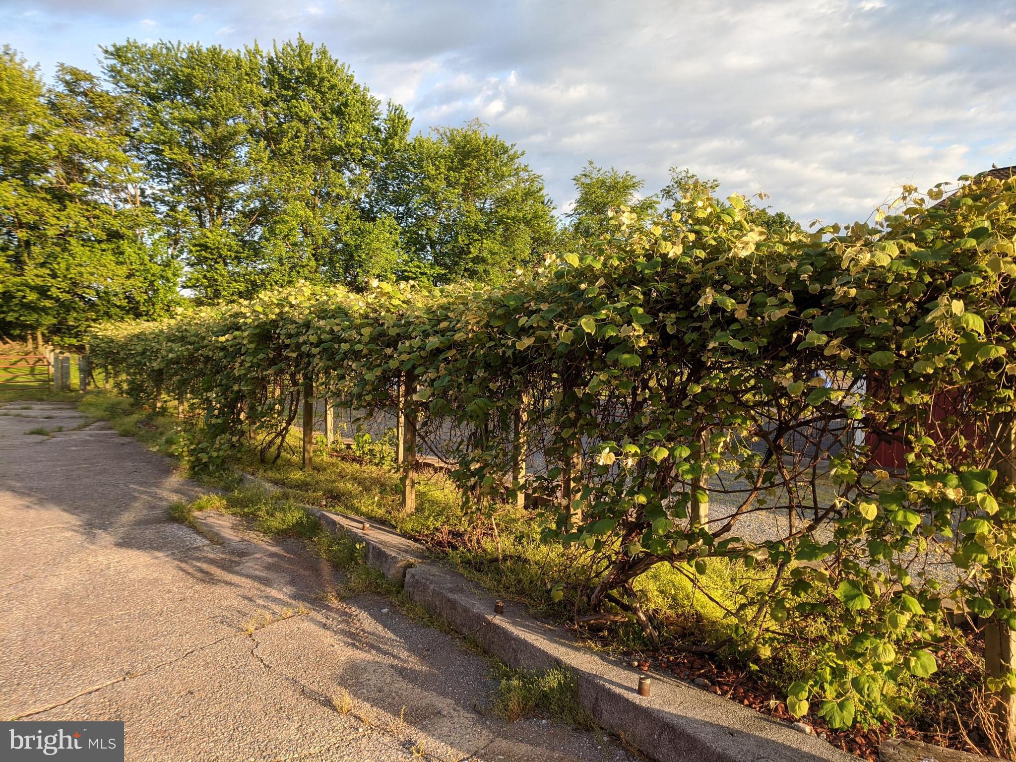 11602 Haughs Church Road Keymar, MD 21757 - Photo 26 of 40 Grape Arbor