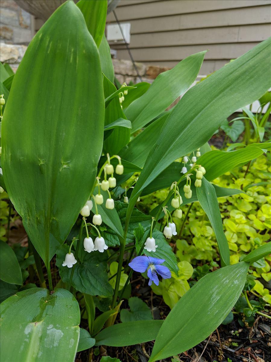28 Rivers Edge Drive Kennebunk, ME 04043 - Photo 93 of 104 Flowers