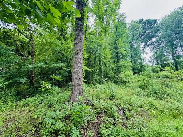 a view of a lush green forest