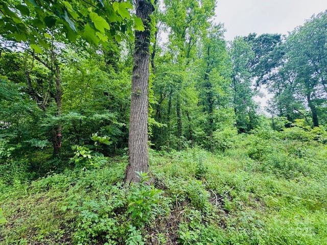 2015 C Avenue Charlotte, NC 28216 - Photo 11 of 25 a view of a lush green forest
