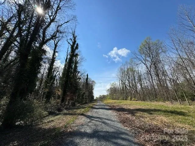 a view of a lush green forest