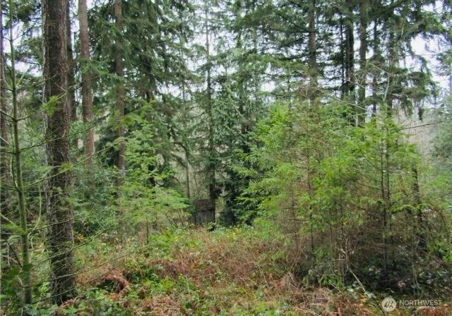 a view of a lush green forest