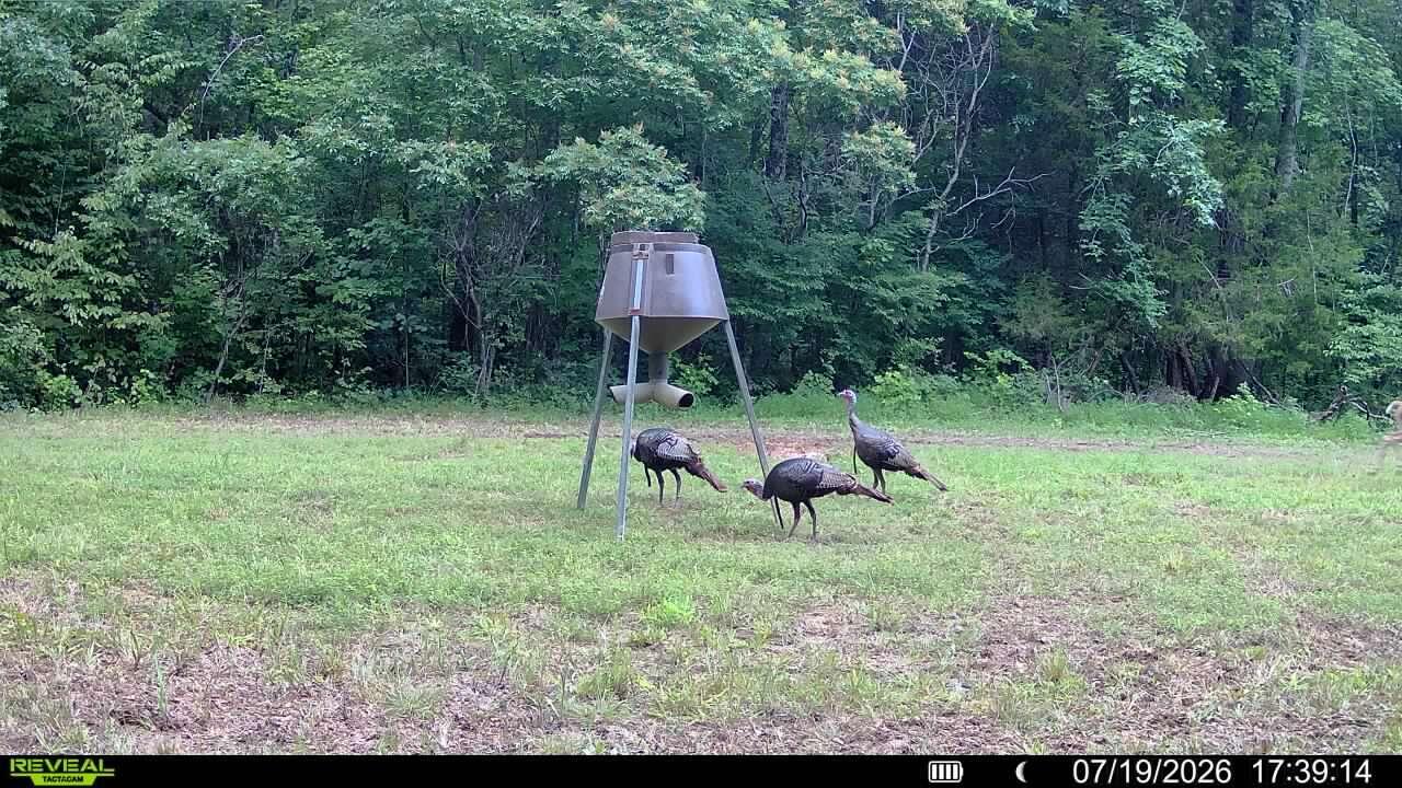 1134 Pisgah Road Smithland, KY 42081 - Photo 32 of 33 Trail Cam