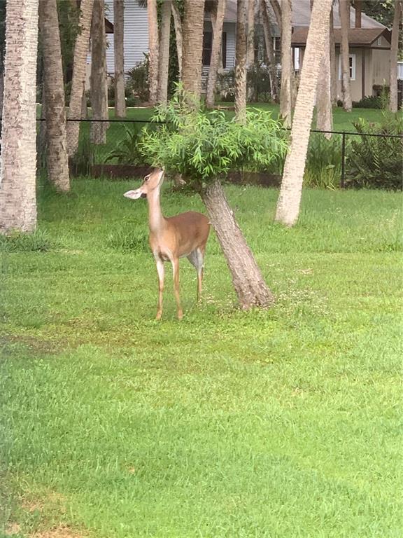 372 Rest Haven Road Geneva, FL 32732 - Photo 62 of 68 a view of a chair and table in the garden