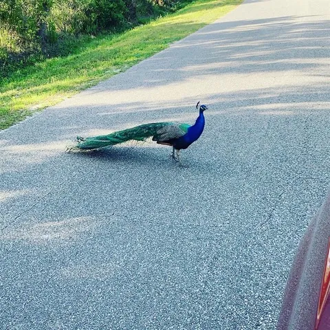 $850,000 | 372 Rest Haven Road, Geneva, FL 32732