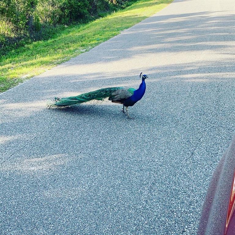 372 Rest Haven Road Geneva, FL 32732 - Photo 64 of 68 a view of a room with a yard