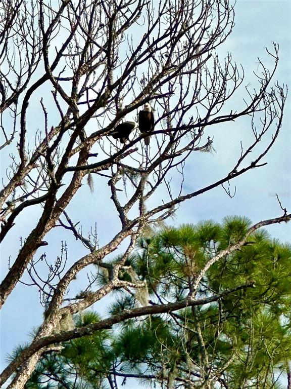 372 Rest Haven Road Geneva, FL 32732 - Photo 67 of 68 a backyard of a house with lots of green space