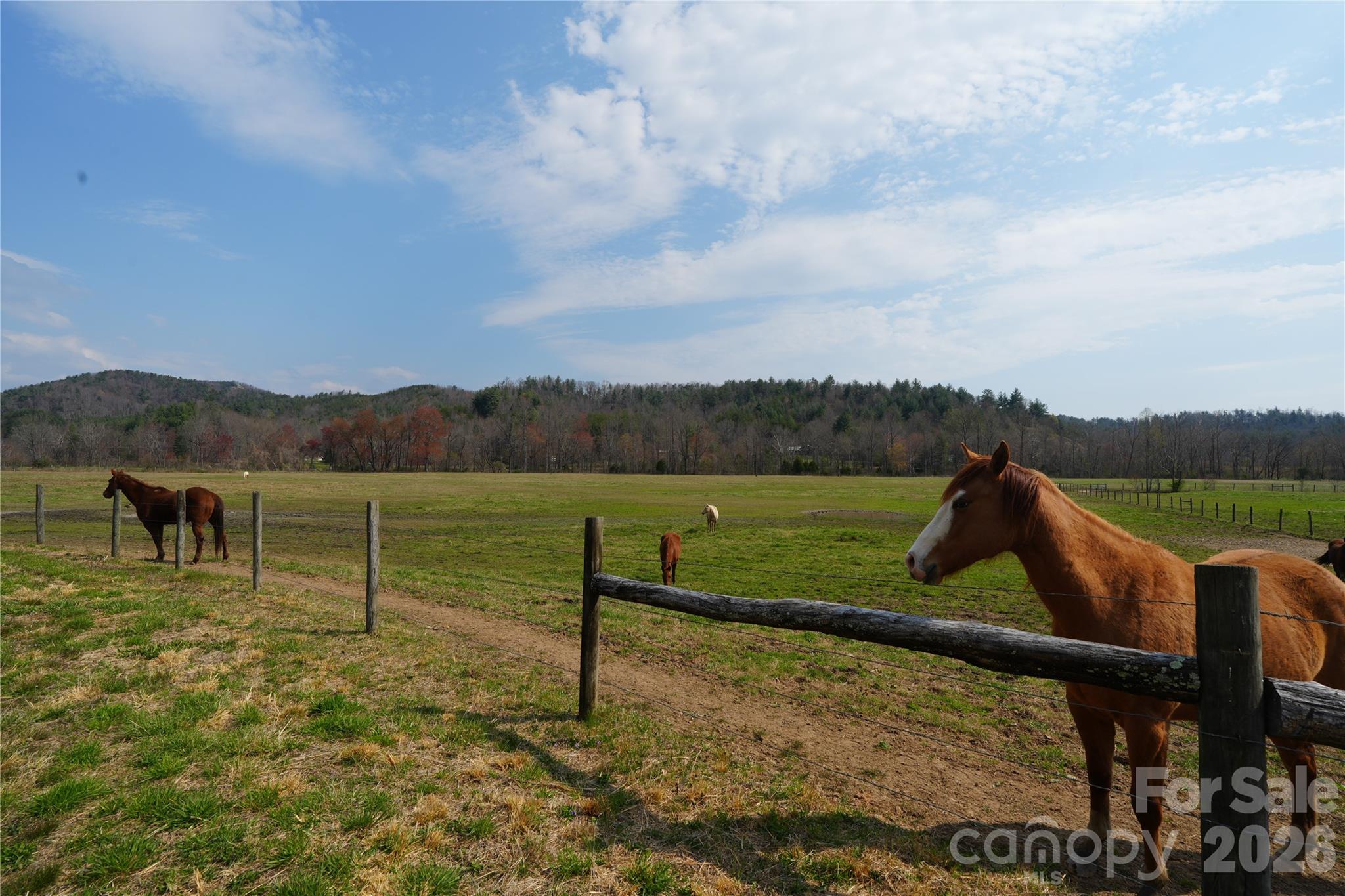 316 Lewis Fork Baptist Church Road Purlear, NC 28665 - Photo 8 of 47