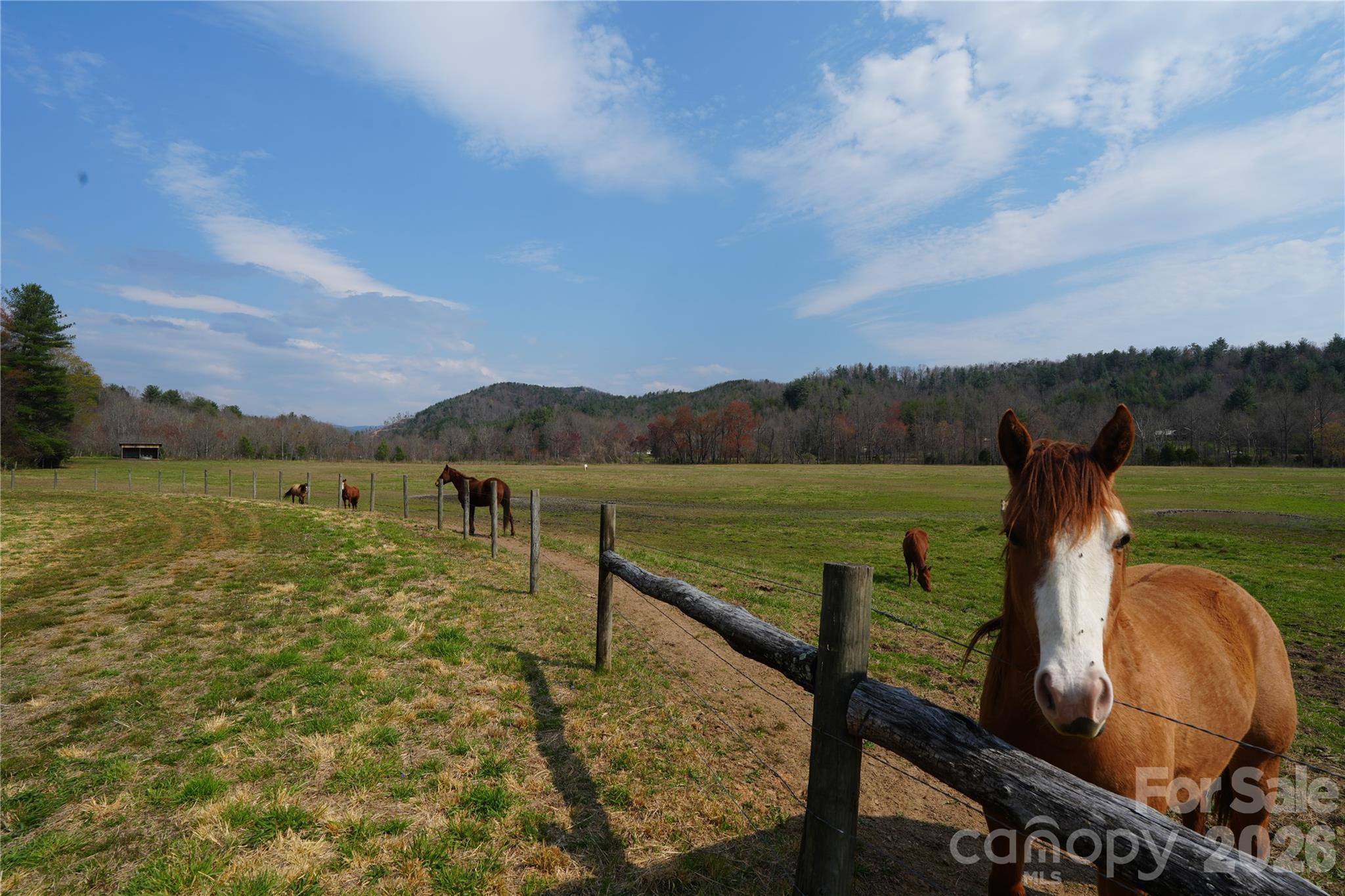316 Lewis Fork Baptist Church Road Purlear, NC 28665 - Photo 9 of 47