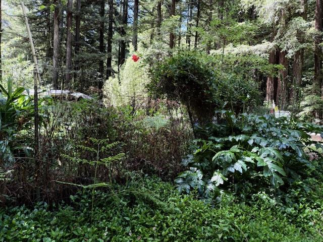 1701 Felton Quarry Road Felton, CA 95018 - Photo 6 of 13
