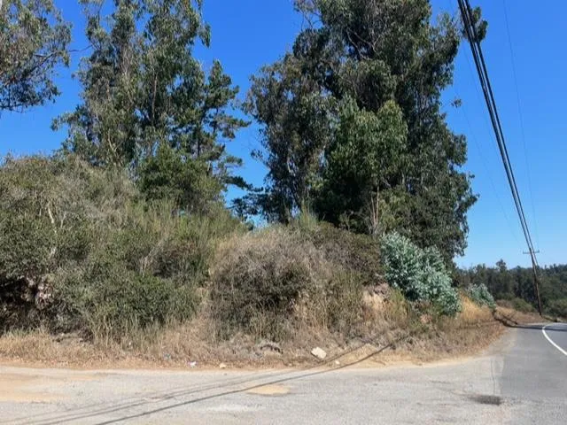 a view of a yard with plants and a tree