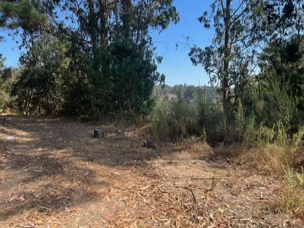 a view of a dry yard with trees