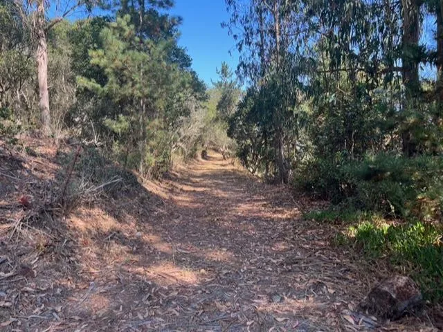 a view of dirt yard with a tree