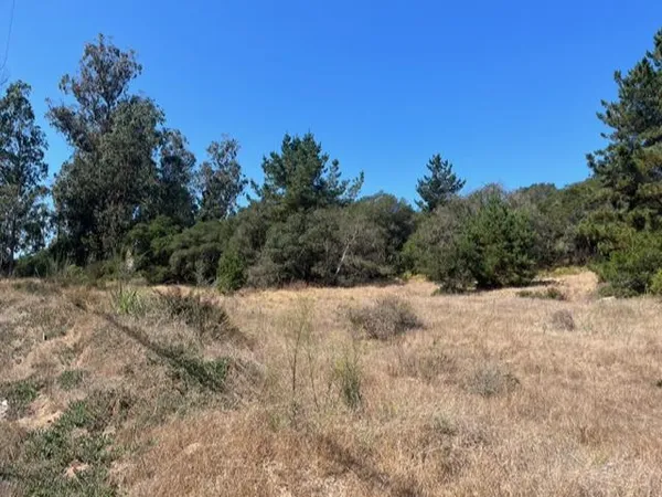 a view of a dry yard with trees in the background