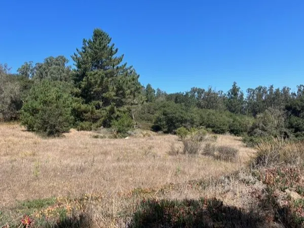 a view of a dry yard with trees