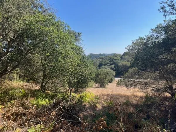 a view of a field with trees in the background