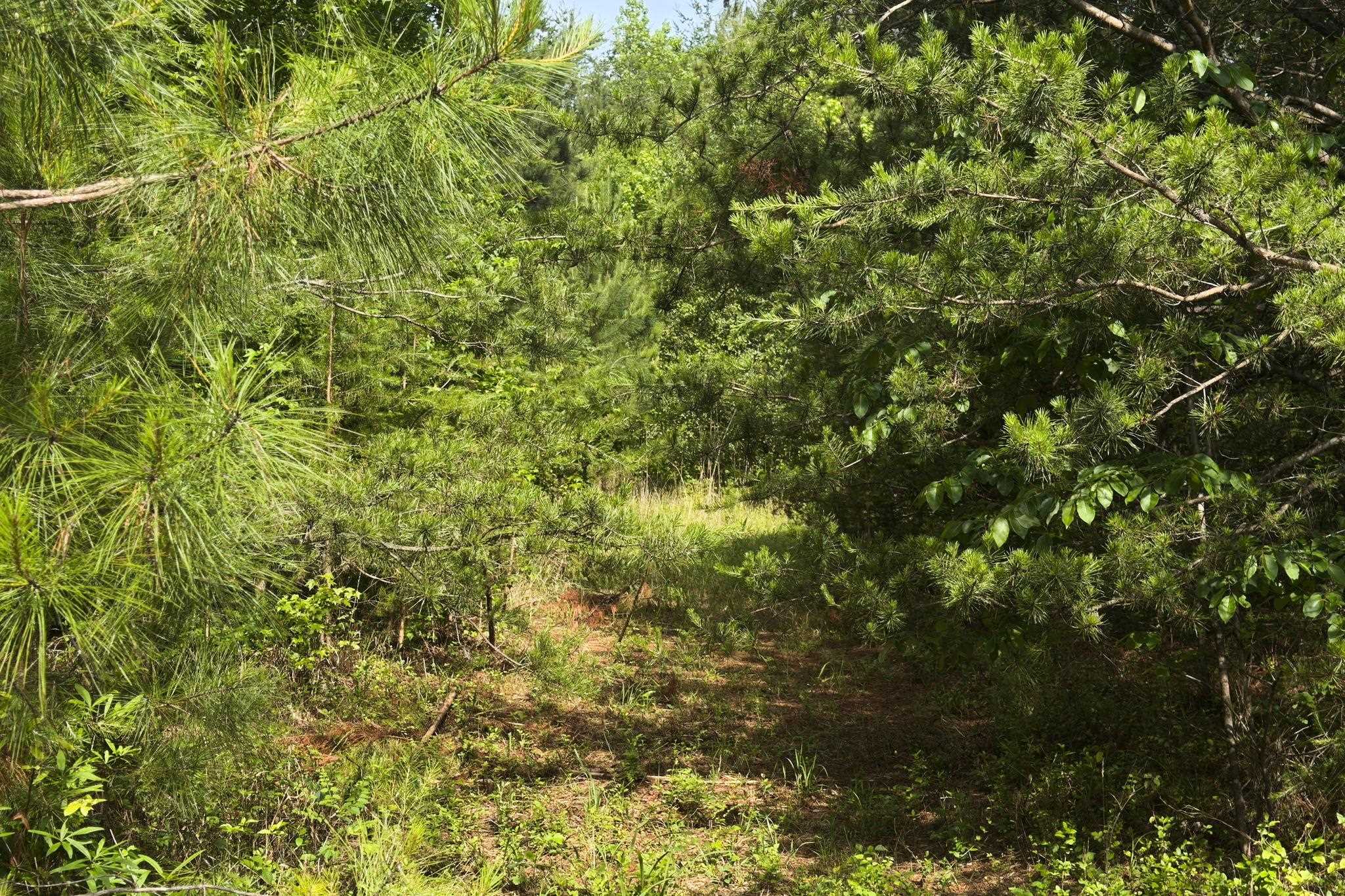 Tbd Melvin Hill Road Campobello, SC 29322 - Photo 7 of 29