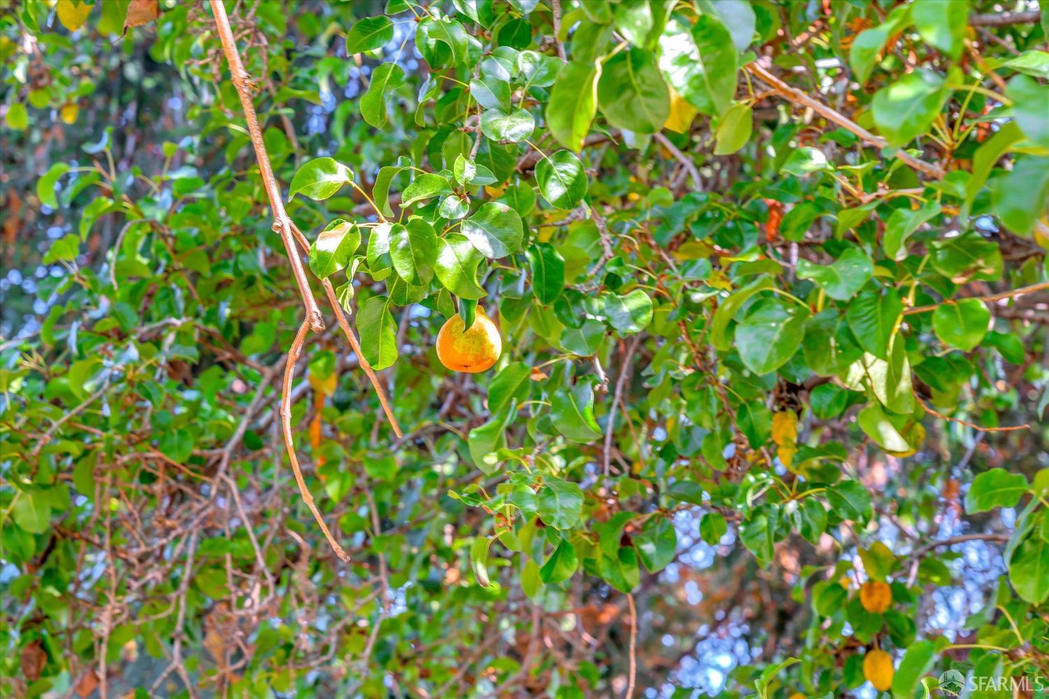 1917 Oregon Street Berkeley, CA 94703 - Photo 42 of 43