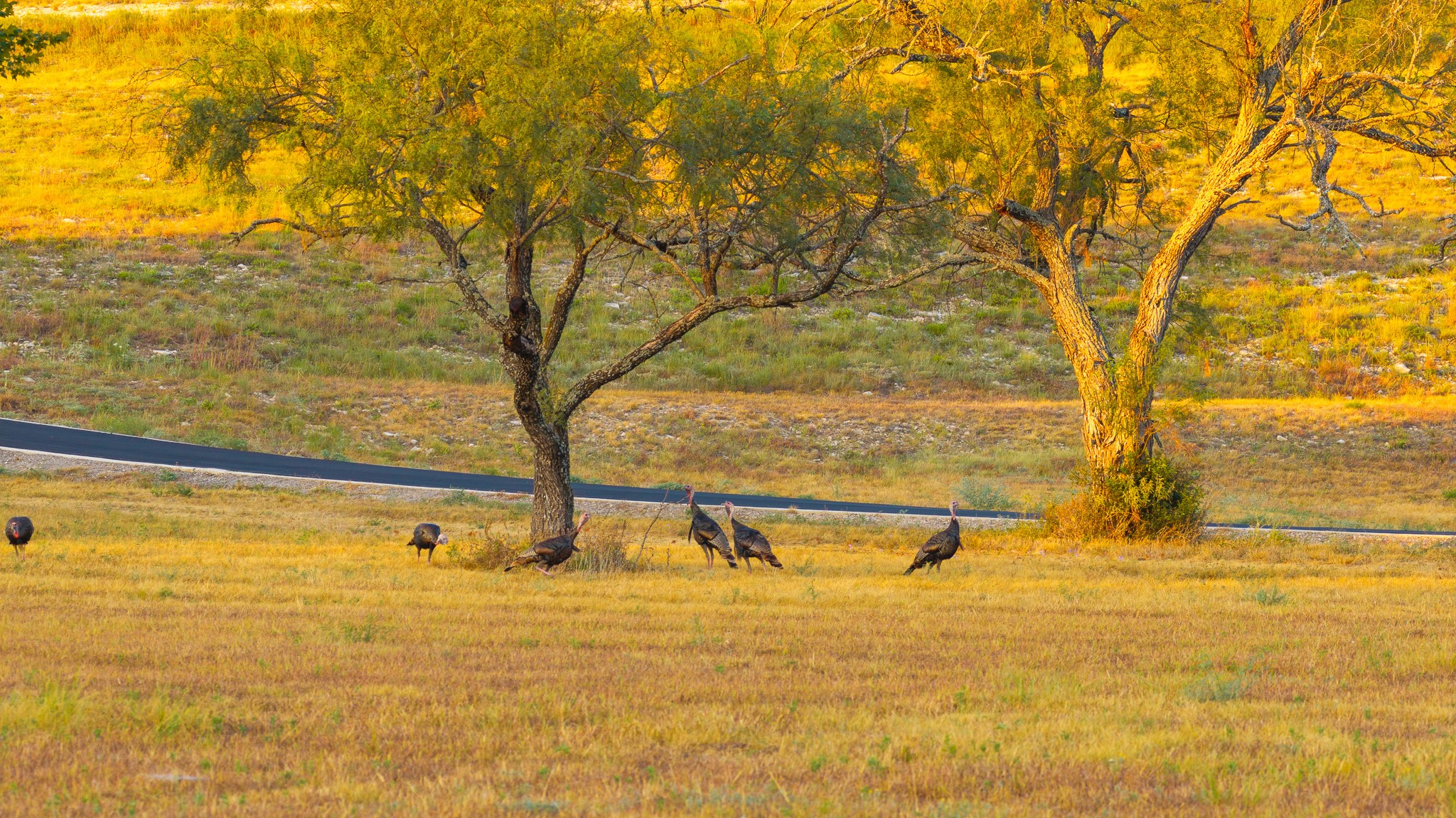 920 Ryan Road Bertram, TX 78605 - Photo 22 of 40 Mature trees and open pasture land create a serene natural backdrop.