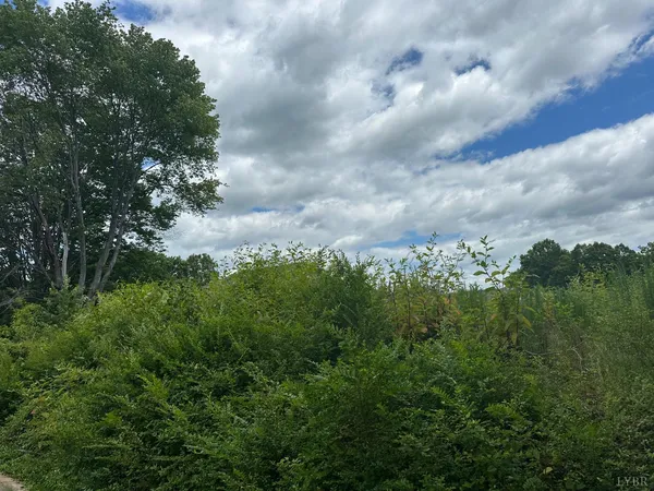 a view of a bunch of trees