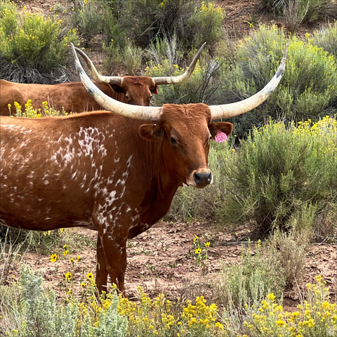 38 Broken Branch Road, Unit 38 Kanab, UT 84741 - Photo 11 of 53 Deer Springs Ranch is a working ranch with Longhorns
