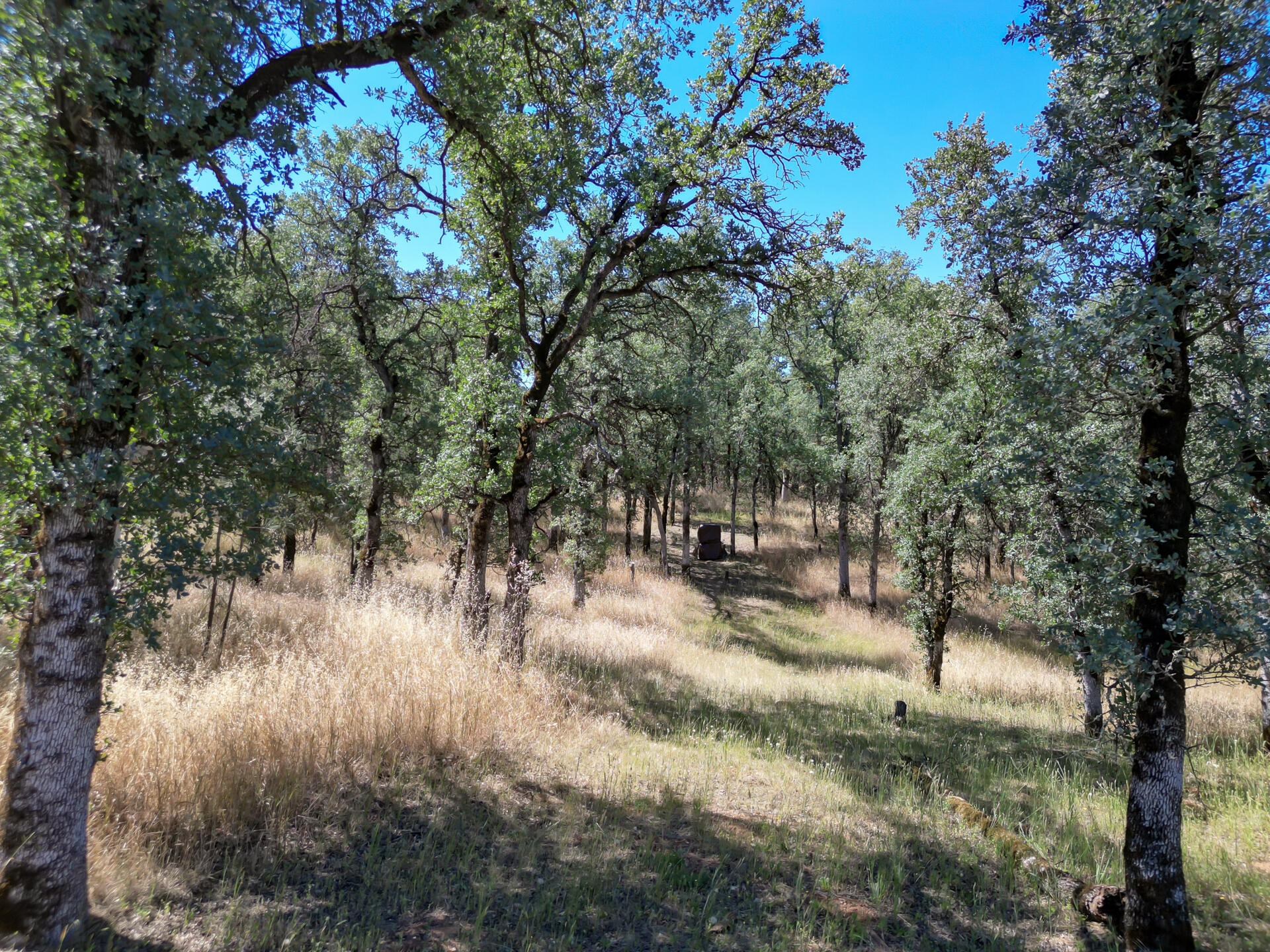 Jewell Road Cottonwood, CA 96022 - Photo 13 of 14 JewelRoadProperty-13 - Copy