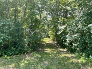 3501 Beckwith Lane Crete, IL 60417 - Photo 2 of 23 a view of a forest with a tree