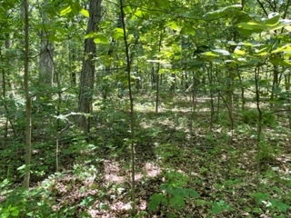 3501 Beckwith Lane Crete, IL 60417 - Photo 5 of 23 a view of a lush green forest