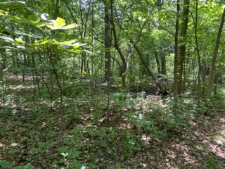 3501 Beckwith Lane Crete, IL 60417 - Photo 6 of 23 a view of a lush green forest