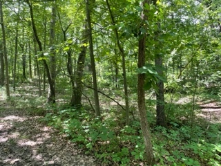 3501 Beckwith Lane Crete, IL 60417 - Photo 8 of 23 a view of a forest