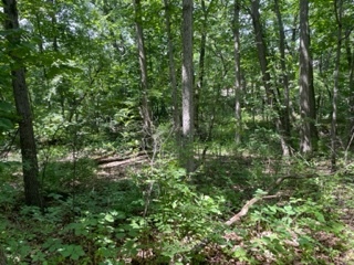 3501 Beckwith Lane Crete, IL 60417 - Photo 9 of 23 a view of a lush green forest