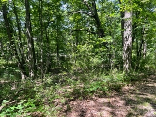 3501 Beckwith Lane Crete, IL 60417 - Photo 10 of 23 a view of a lush green forest