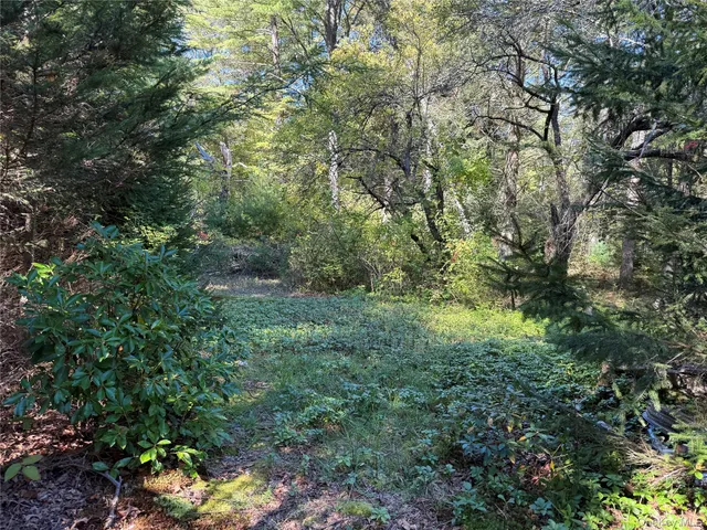 a view of a lush green forest